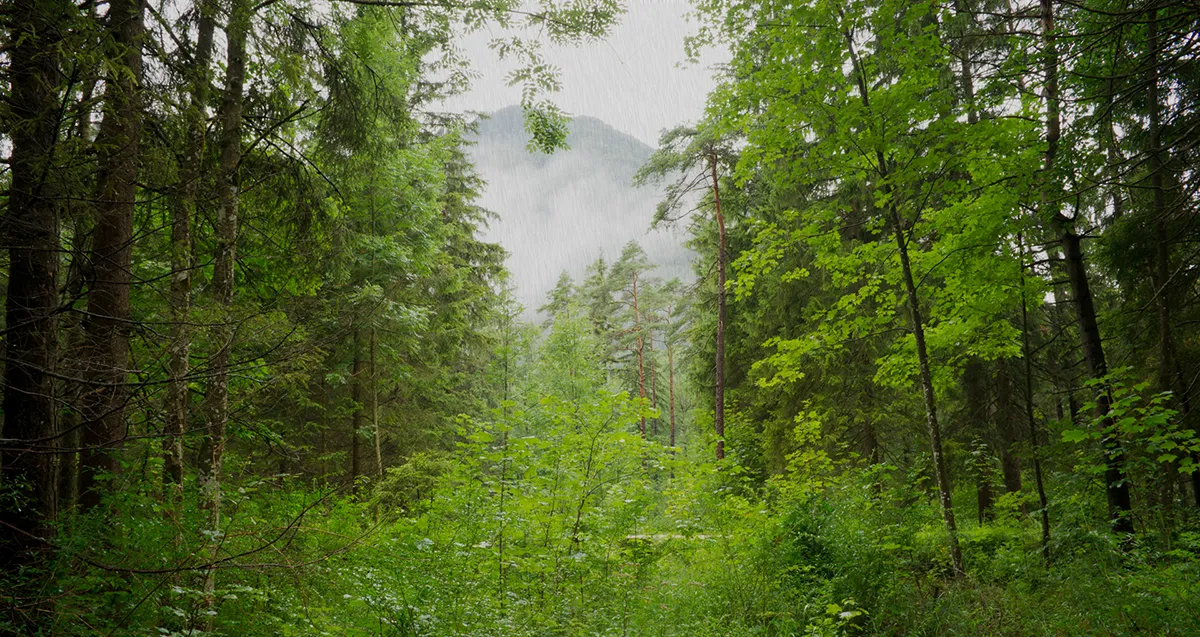Rain in Forest